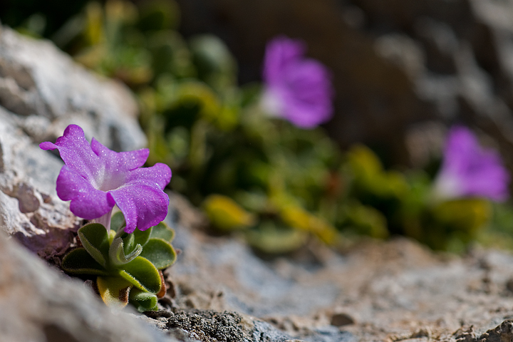 Primula allionii, di Allioni, primula rara, fiori di montagna